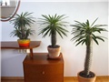 Pachypodium lamerei