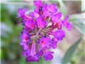 buddleja daviddi