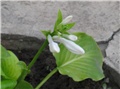 Hosta