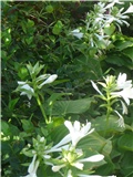 hosta