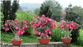 adenium obesum