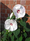 močvarni hibiskus