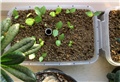  swazicum seedling