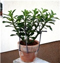 Adenium obesum