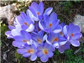 Crocus