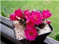 Sulcorebutia rauschii 