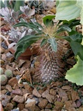 Pachypodium namaquanum