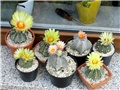 astrophytum