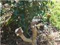 lagerstroemia