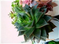 echeveria