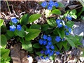 Omphalodes verna