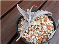 DYCKIA marnier