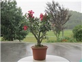 Adenium obesum