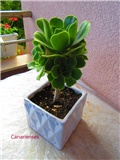 aeonium 4
