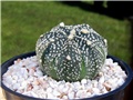 Astrophytum asterias hybrid