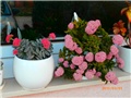 crassula