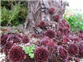 Sempervivum 