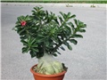 Adenium obesum