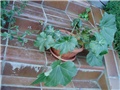 begonia