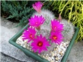 mammillaria guelzowiana