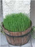 pšenica