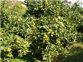 Slike sa juga