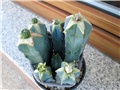 myrtillocactus geometrizans - astrophytum hybrids 