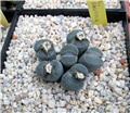 lithops - Ž. Baljkas