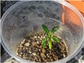 Pachypodium ambongense