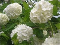 Viburnum 