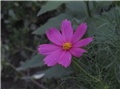 Cosmos
