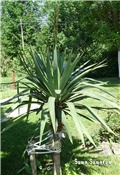 Yucca