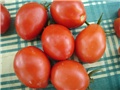paradajz