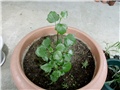 žuti senecio