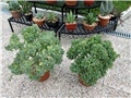 Crassula arborescens undulatifolia 