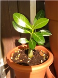 Adenium