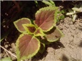 coleus