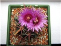 Ferocactus latispinus 