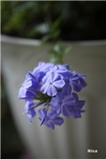 plumbago