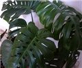 filodendron