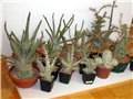 Family Apocynaceae