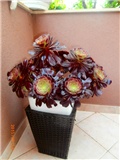 aeonium