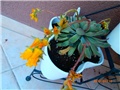 echeveria cvijet