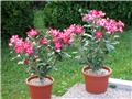 Adenium obesum Anouk