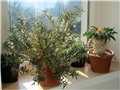 pachypodium bispinosum namaquanum