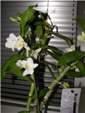 Orhideja - Dendrobium nobile