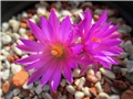 mammillaria hernandezii