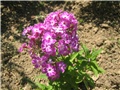 Phlox