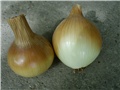 povrće1