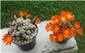 rebutia heliosa